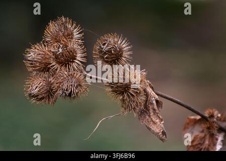 Bärenkohle (Arctium lappa) mit getrockneten Samenköpfen im Herbst, die scharfe Haken zeigen. Die Naturversion von Klettverschluss. Stockfoto