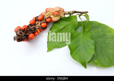 Kobushi-Magnolienfrüchte. Sie reifen im Herbst, und die Follikel öffnen sich, wodurch zinnoberrote Früchte an weißen Fäden herunterhängen. Stockfoto