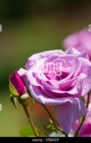 Ein atemberaubendes Nahaufnahme eines eleganten lila Rosen, isoliert vor einem weichen, verträumten grünen Hintergrund. Die seltene violette Farbe verleiht diesem Blumenporträt eine Nobel Stockfoto