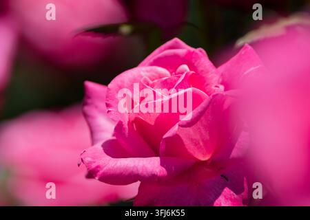 Leuchtend magentafarbene Rosen, die vor Farbe strotzen, vor einem wunderschön verschwommenen, traumhaften Hintergrund. Die kräftigen floralen Töne erzeugen eine auffällige visuelle Wirkung f Stockfoto
