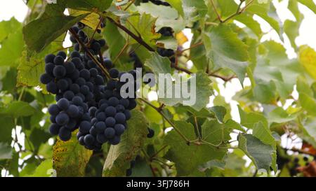 Reife Trauben dunkler Weinbeeren an der Rebe. Idealer Rohstoff für die Rotweinherstellung, gezeigt kurz vor der Ernte. Große Beeren im Weinberg Stockfoto