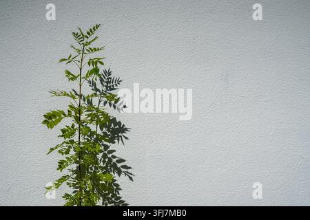 Grüne Pflanze mit Schatten auf weißem texturiertem Wandhintergrund Stockfoto