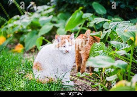 Zwei orangefarbene Katzen treffen sich im Gras Stockfoto