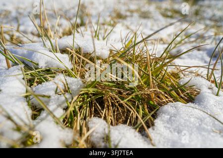 Nahaufnahme von grünem Gras, das im Sonnenlicht aus dem Schnee hervorwächst Stockfoto