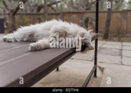 Auf der Seite liegende Löwenkatze auf einer Bauernhofhofplattform, die in die Kamera schaut Stockfoto