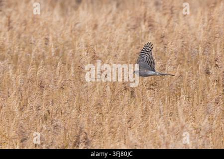 Erwachsene weibliche Habicht (Accipiter nisus) im Flug über einem Schilffeld, gefunden auf Fehmarn an der Ostsee in Deutschland Stockfoto