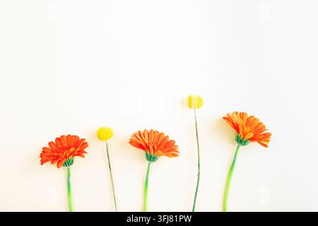 Gerbera- und Craspedia-Blumen in einer Reihe auf neutralem Hintergrund angeordnet. Urlaubsglückwunschkarte. Oberansicht, Flat Lay, Kopierraum. Stockfoto
