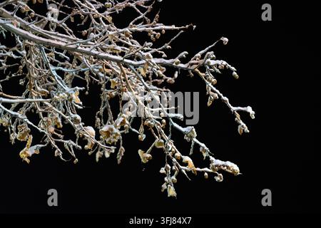 Silhouette von Baumzweigen, die mit Schnee und welken Blättern bedeckt sind, in einer schneebedeckten Nacht Stockfoto