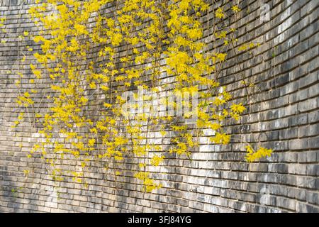 Gelbe Jasminblüten hängen an einer grauen Ziegelwand Stockfoto