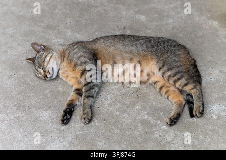 Eine hausliche getigerte Katze liegt auf dem Rücken auf einem Betonboden, fest schlafend Stockfoto