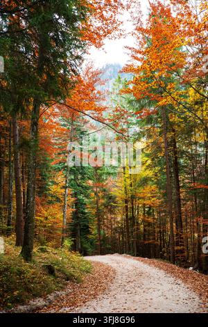 Malerischer, lebendiger Herbstwaldweg, bedeckt mit gefallenen orangefarbenen Blättern in Deutschland. Stockfoto