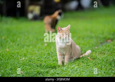 Eine orangefarbene getigerte Katze sitzt wachsam auf taufeuchtem Rasengras mit weißer Brust und rosa Nase, während eine zweite Schildpattkatze in einem verschwommenen Hintergrund davongeht Stockfoto