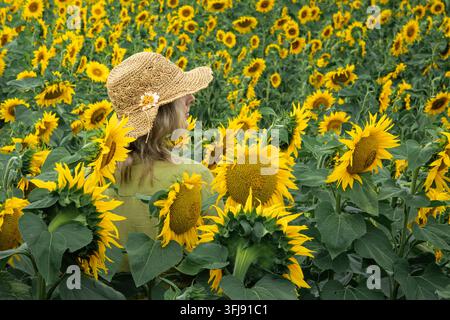 Frau mit Strohhut geht durch ein blühendes Sonnenblumenfeld Stockfoto