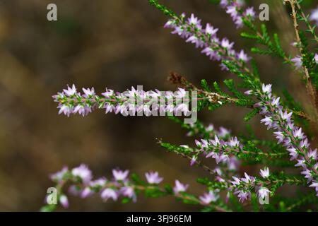 Horizontale Makro-Nahaufnahme von blühenden Wilden Heideblumen Stockfoto