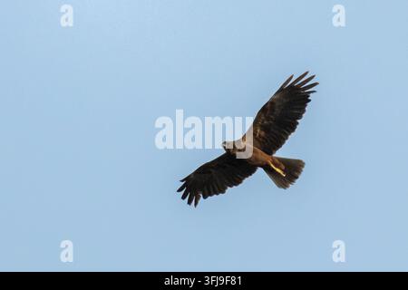 Ein seltener melanistischer dunkler Morphe der Westlichen Sumpfweihe (Circus aeruginosus) im majestätischen Flug. Stockfoto
