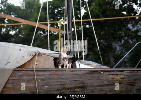 Herrenlose Kaliko-Mutterkatze sitzt neben ihren kleinen weißgefleckten und schwarzen Kätzchen auf einem alten Holzbootdeck in einem Yachtclub. Stockfoto