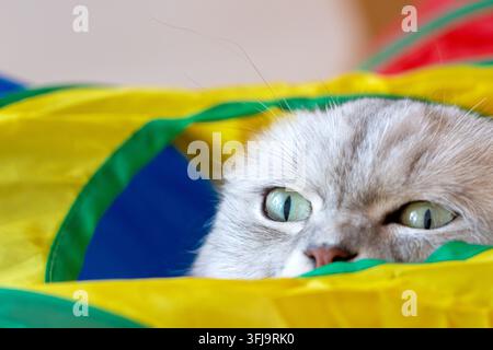 Eine neugierige, flauschige silberfarbene Tabby-Katze versteckt sich und lugt aus einem hellgelben und grünen Spieltunnelspielzeug hervor, zeigt ihre ausdrucksstarken grünen Augen und ihr süßes He Stockfoto