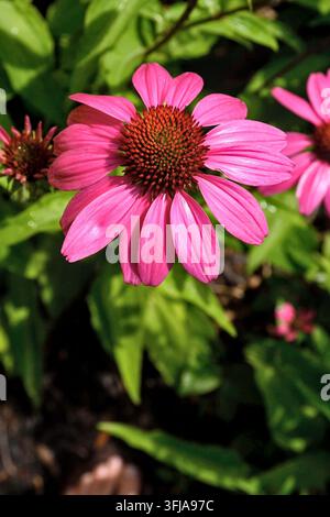 Eine große glänzende Echinacea-Blume (Purpur-Sonnenhut) im hellen Sonnenlicht nach dem Regen mit ihrem Laub im Hintergrund. Stockfoto
