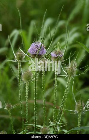 Wilder Distel (Dipsacus Fullonum) blüht gut vor der Reife mit unscharfem natürlichem Hintergrund. Eine kultivierte Sorte (Fuller's Distel) wurde historisch verwendet Stockfoto