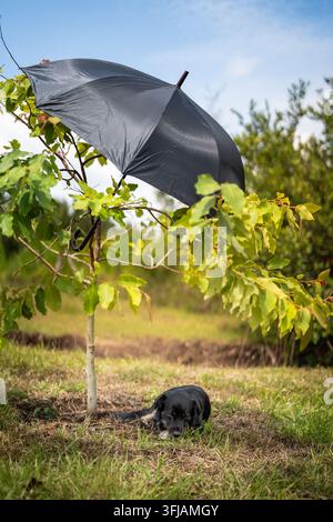 Schwarzer Hund ruht auf Gras im Schatten eines jungen Baumes mit einem schwarzen Schirm in seinen Ästen Stockfoto
