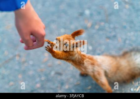 Eine Nahaufnahme eines flauschigen eurasischen Eichhörnchens, das mit einer Person interagiert und seine Pfoten ausstreckt, um ein Leckerli aus einer menschlichen Hand zu nehmen. Stockfoto
