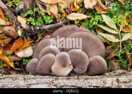 Austernpilze, die auf einem umgestürzten Baum in einem Herbstwald wachsen Stockfoto