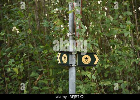 Richtungsschilder mit gelben Pfeilen auf einem Metallpfosten in dichtem Wald, die Wegentscheidungen entlang eines friedlichen Landweges anzeigen. Viking Way Stockfoto