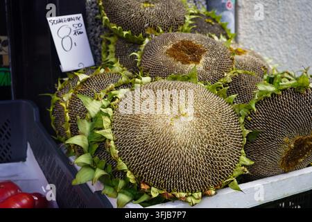 Frische ganze Sonnenblumenköpfe voller reifer Samen mit einem handgeschriebenen Preisschild, das zum Verkauf auf einem Markt ausgestellt ist. Stockfoto