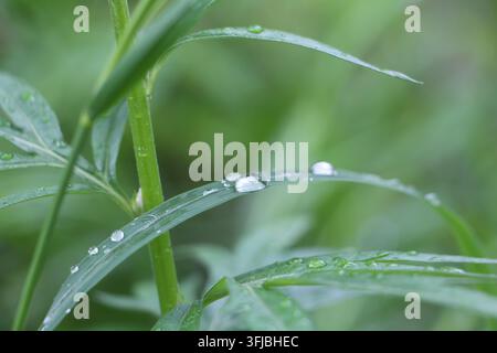 Nahaufnahme von lebhaften grünen Grashalmen, bedeckt mit glitzernden Wassertropfen, weicher Bokeh-Hintergrund. Natürliches Licht hebt die Frische der Tautextur hervor Stockfoto