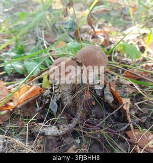Zwei braune Pilze wachsen in einem Waldstück. Ihre Stängel sind schlank, mit gesprenkelten Hüten. Blätter und Zweige umgeben sie auf dem Boden. Pilze erschei Stockfoto
