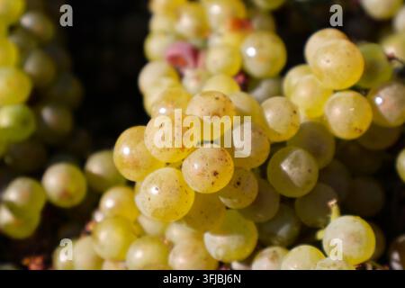 Detaillierter Hintergrund von saftigen Traubenbeeren, die tagsüber in der Sonne leuchten Stockfoto