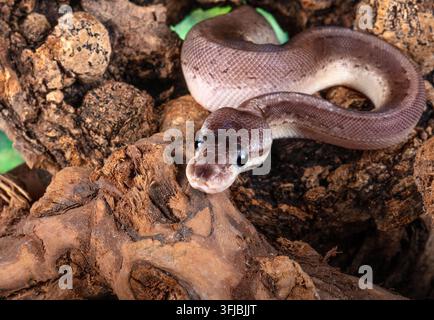 Ballpython ruht auf einem Stück Naturholz mit erhobenem Kopf und Körper, der sich um die Äste windet Stockfoto