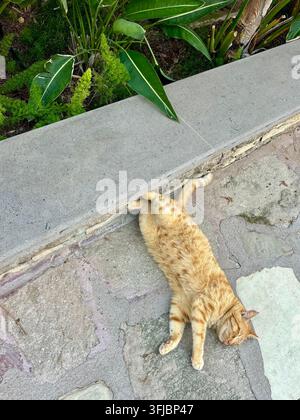 Ingwerkatze streckt sich auf dem Boden im Schatten Stockfoto