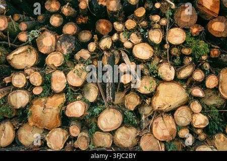 Natürlicher Hintergrund aus geschnittenen Holzstücken mit konzentrischen Ringen und Baumrinde Stockfoto