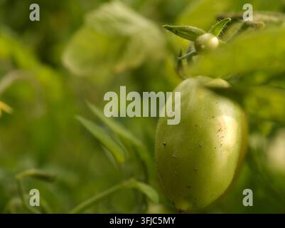 Makro-Nahaufnahme einer unreifen grünen Tomate, die an einer Ranke wächst Stockfoto