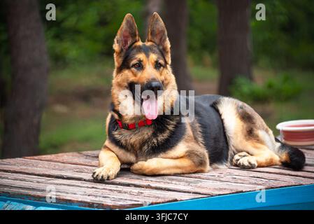 Ein schöner Deutscher Schäferhund ruht sich auf einem Hundetrainingsbereich aus. Stockfoto
