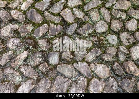 Eine Aufsicht, eine Vollformataufnahme eines alten Kopfsteinpflasters, das unebene graue Steine zeigt, die eng aneinander geschmiegt sind, mit grünem Moos dazwischen Stockfoto