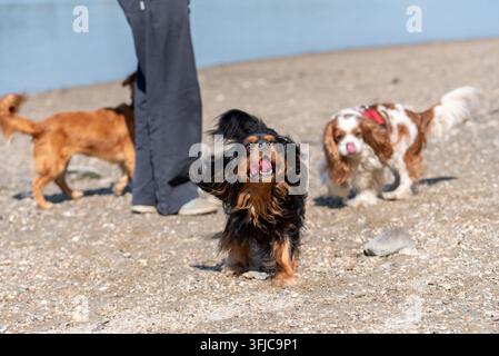 Drei Hunde, darunter Cavalier King Charles Spaniels, genießen einen sonnigen Tag an einem Kiesstrand nahe dem Wasser. Stockfoto