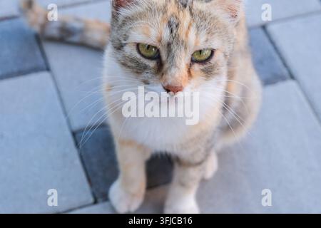 Eine Katze mit orangefarbenem und grauem Fell sitzt auf einem Steinpflaster. Sie schaut direkt in die Kamera mit hellgrünen Augen und einem ruhigen Ausdruck. Stockfoto