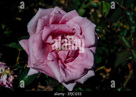 Rosa Damastrose blüht im hellen Sonnenlicht im Rosengarten von San Jose, San Jose Kalifornien. Stockfoto