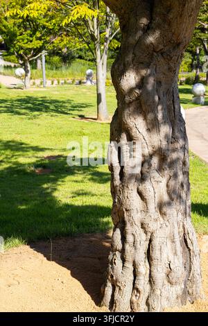 Nahaufnahme eines reifen Baumstamms mit rauer, verwitterter Rinde, der an einem sonnigen Tag in einem friedlichen grünen Park wächst Stockfoto