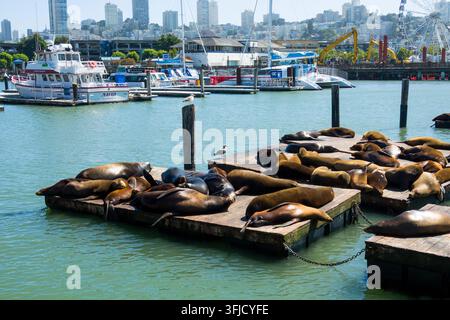 San Francisco, CA, USA - 4. Juni 2026: Gruppe von kalifornischen Seelöwen an Pier 39 und Fisherman's Wharf. Stockfoto