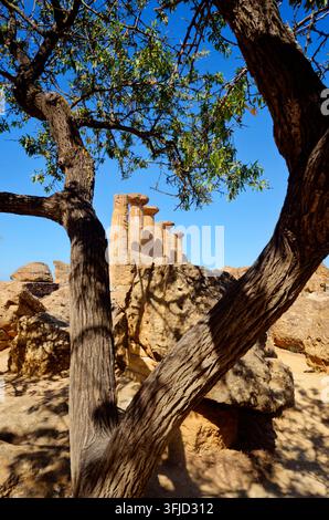 Eine überlebende Säulenreihe aus den Ruinen des Herkulestempels, gesehen durch die Äste eines alten Olivenbaums im Tal der Tempel Stockfoto