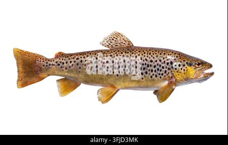 Eine wunderschöne frisch gefangene Forelle isoliert auf weißem Hintergrund Stockfoto