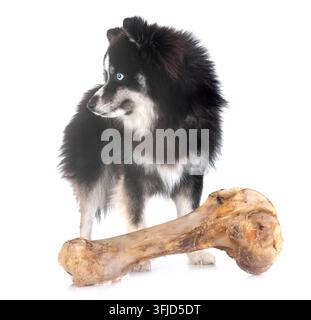 Bild eines Pomsky vor weißem Hintergrund - Fotomontage Stockfoto
