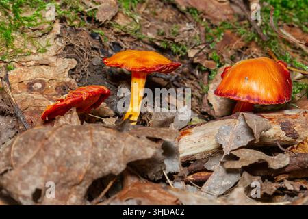 Hell orange-rote Wachschirmlinge, die im Wald wachsen, Quebec, Kanada Stockfoto