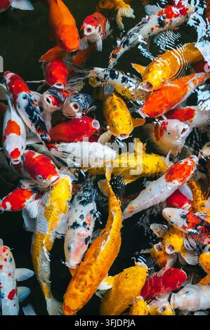 Goldfische und Koi-Fische im Teich, Ansicht von oben. Stockfoto
