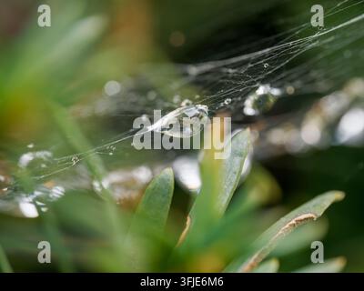 Nahaufnahme von Tautropfen auf einem Spinnennetz über grünen Blättern mit unscharfem Hintergrund. Stockfoto