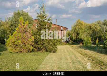 Grün gestalteter Hinterhof mit Nadelbäumen und rustikalem Holzhaus auf dem Land Stockfoto