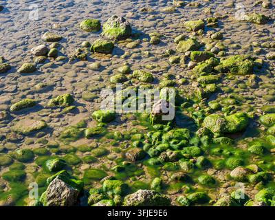 Flaches klares Wasser bedeckt algenbedeckte Felsen und Kieselsteine an einem hellen Tag Stockfoto